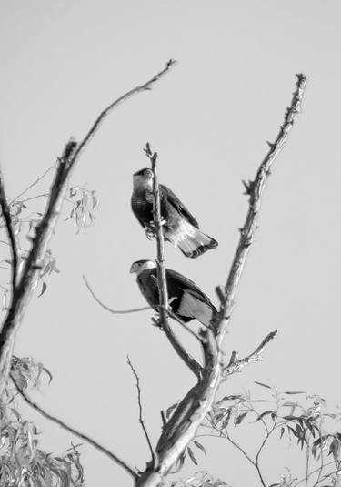 Original Art Nouveau Animal Photography by Rafael Benetti