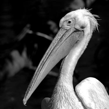 Original Abstract Expressionism Animal Photography by Rafael Benetti
