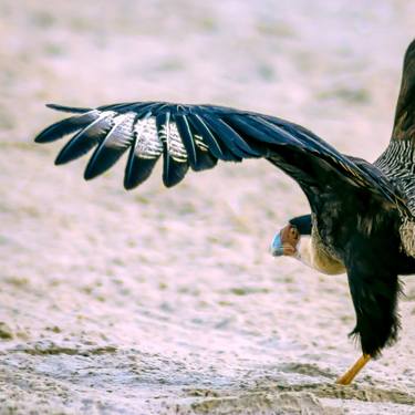 Original Classicism Animal Photography by Rafael Benetti