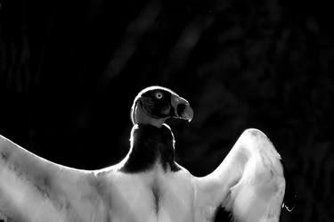 Original Abstract Expressionism Animal Photography by Rafael Benetti