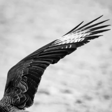 Original Art Nouveau Animal Photography by Rafael Benetti