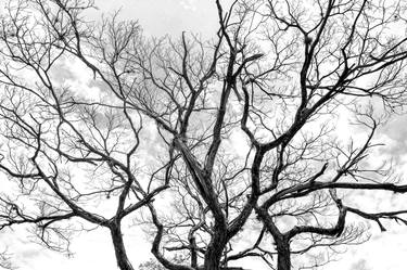 Original Abstract Expressionism Nature Photography by Rafael Benetti