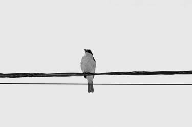 Original Art Nouveau Animal Photography by Rafael Benetti
