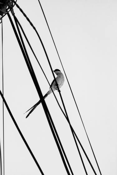 Original Art Deco Animal Photography by Rafael Benetti