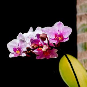 Collection Flowers