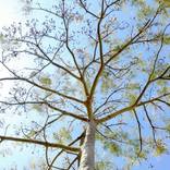 Collection Tree