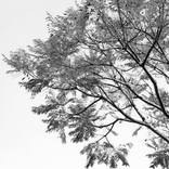 Collection Tree