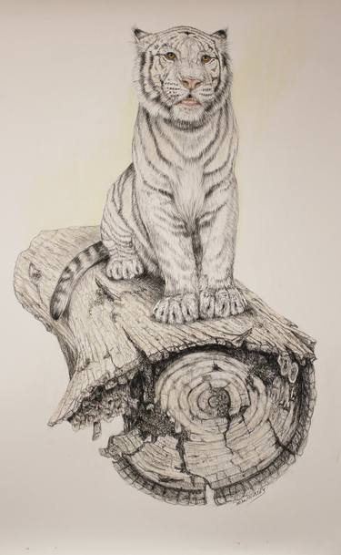 Original Realism Animal Drawing by Donalee Peden Wesley