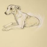 Whippet Sketch by Donalee Peden Wesley