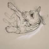 Dog Sketch by Donalee Peden Wesley