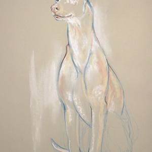 Ibizan Hound Sketch