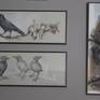 Three crow drawings shown hanging together 