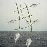 Peace Lilly by Simon Bolton