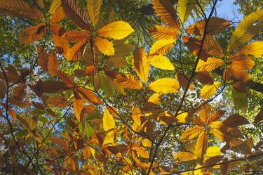 Original Tree Photography by Simon Bolton