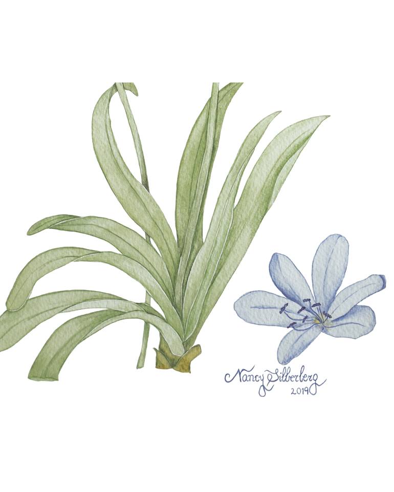 Original Figurative Botanic Painting by Nancy Silberberg