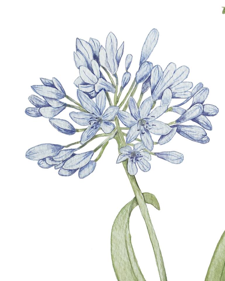 Original Figurative Botanic Painting by Nancy Silberberg