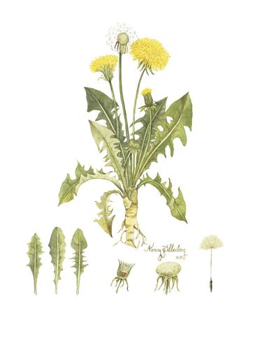 Print of Botanic Paintings by Nancy Silberberg