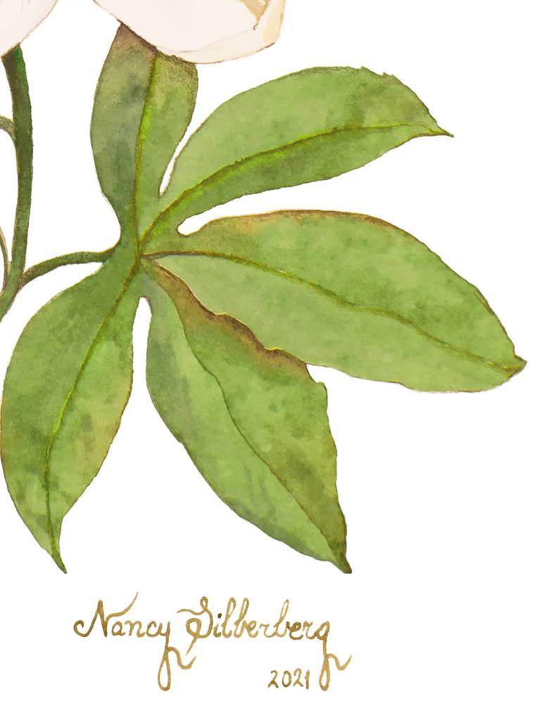 Original Figurative Botanic Painting by Nancy Silberberg