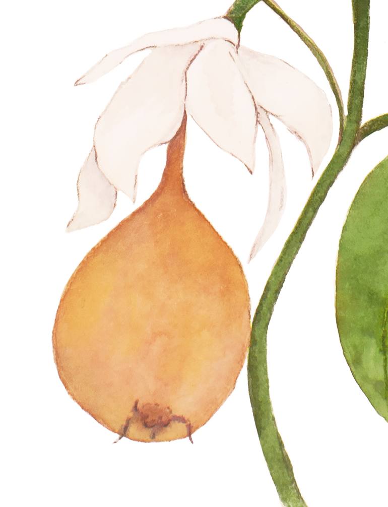 Original Figurative Botanic Painting by Nancy Silberberg