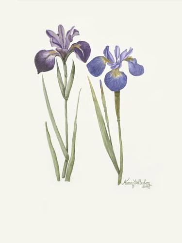 Print of Figurative Botanic Paintings by Nancy Silberberg