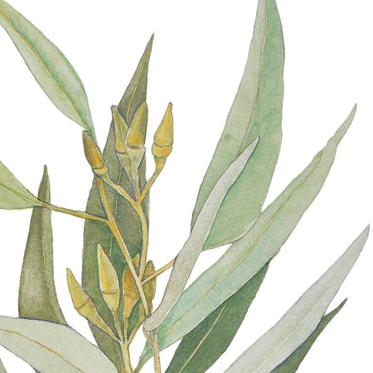 Original Figurative Botanic Painting by Nancy Silberberg
