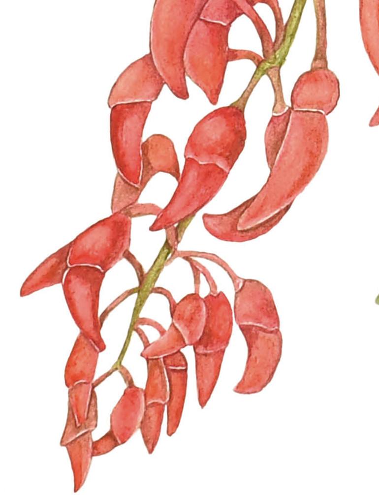 Original Figurative Botanic Painting by Nancy Silberberg