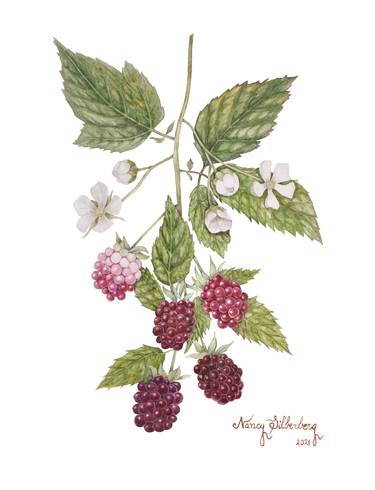 Print of Figurative Botanic Paintings by Nancy Silberberg