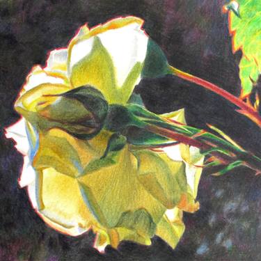 White rose in my garden - floral fine art colored pencil drawing - FRAMED thumb