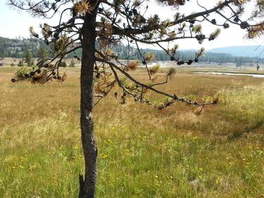 Pine tree in Yellowstone thumb