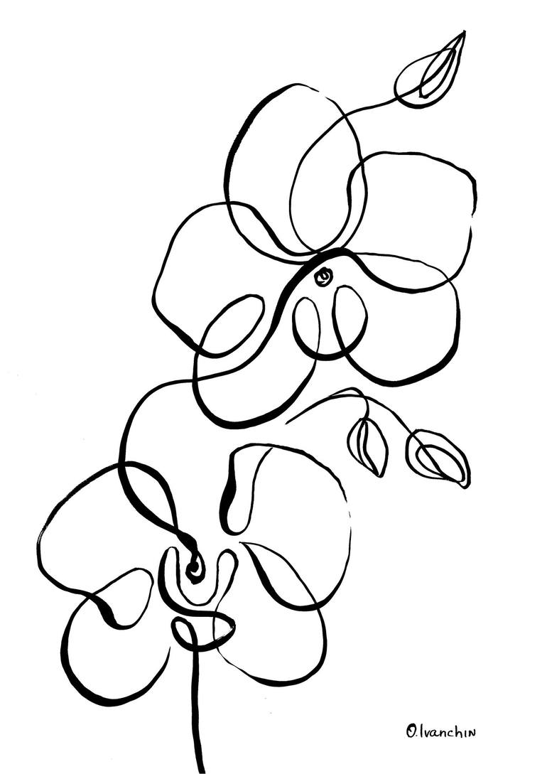 orchid drawing