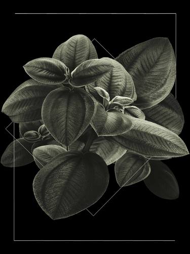 Original Fine Art Botanic Photography by Leonardo Lima