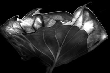 Original Conceptual Botanic Photography by Leonardo Lima