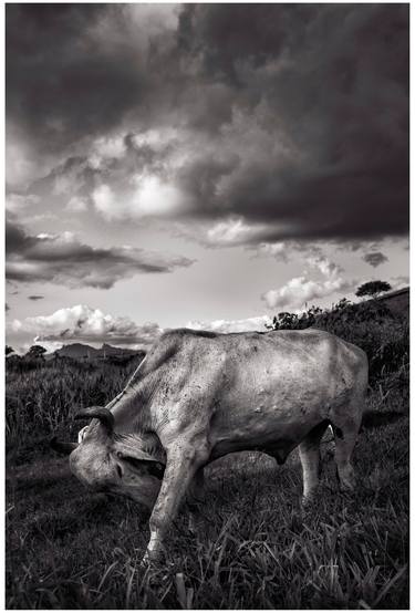 Original Conceptual Animal Photography by Leonardo Lima