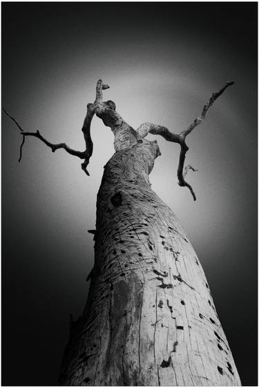 Original Conceptual Tree Photography by Leonardo Lima