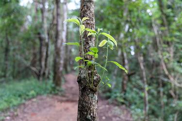 Original Botanic Photography by Tony Thapana