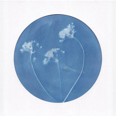 Botanical Cyanotype Print - Pink Garlic (Allium Trifoliatum) thumb
