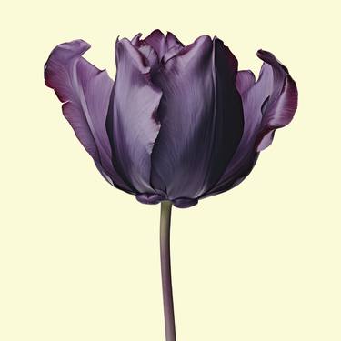 Floral Elegance Purple Tulip thumb