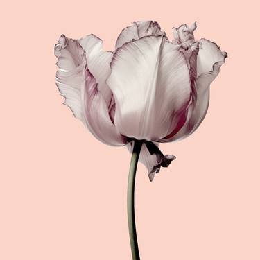 Floral Elegance Tulip Rosa thumb