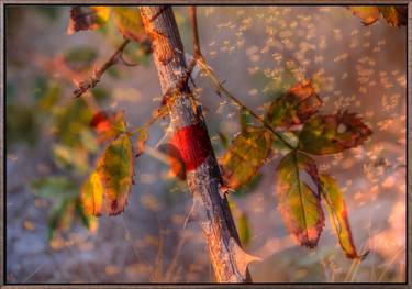 Original Photorealism Nature Photography by Egon Gade Artwork