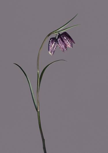 Original Floral Photography by Egon Gade Artwork