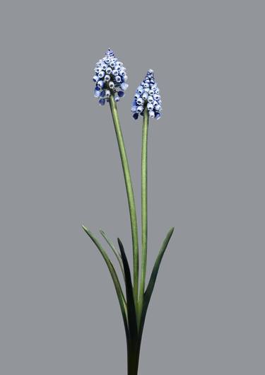 Flower as an Object - EG Artwork Objekt 5 grape hyacinth thumb