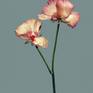 Flower as an Object - EG Artwork Objekt_6 Buttercup Photography by Egon ...