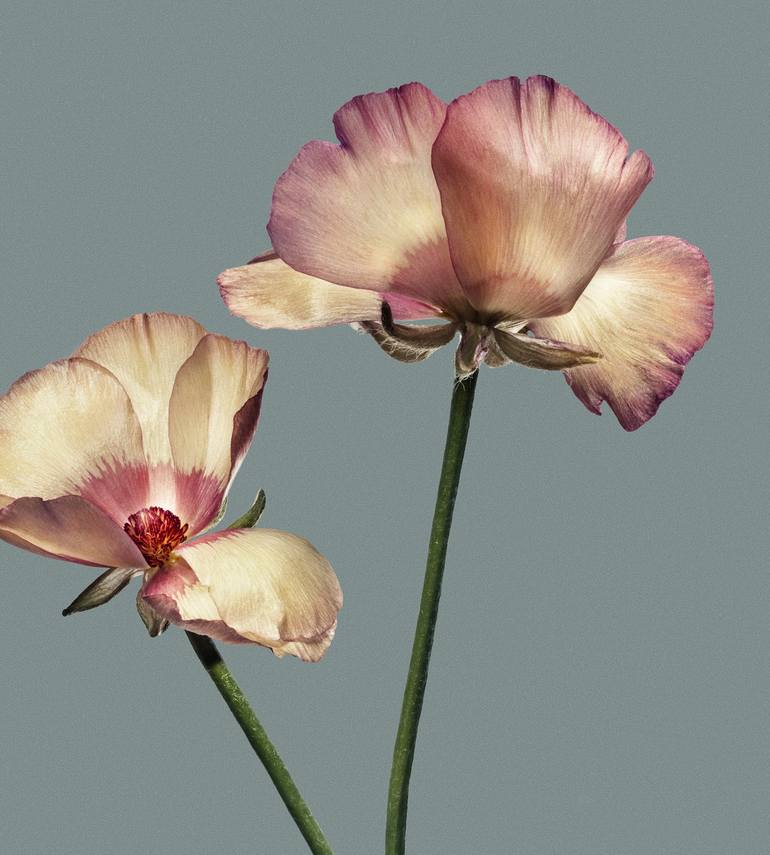Original Fine Art Floral Photography by Egon Gade Artwork