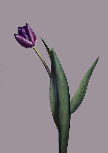 Flower as an Object - EG Artwork Objekt 7 Tulip thumb