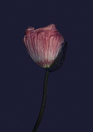 Original Floral Photography by Egon Gade Artwork
