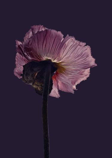 Original Fine Art Floral Photography by Egon Gade Artwork