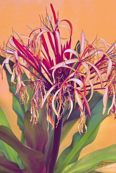 Print of Fine Art Floral Photography by Sarah Ikerd