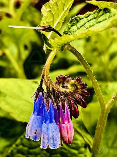 Print of Floral Photography by Sarah Ikerd