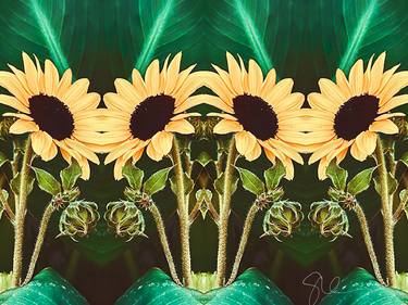 Sunflower Mirror Noir thumb