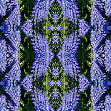 Hyacinth Quadrant thumb